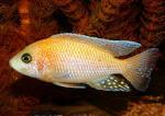   (Aulonocara sp. "rose"), S
