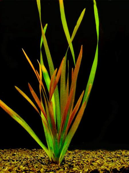   " - " (Vallisneria americana var. americana "Gigantea-Rubra"), M