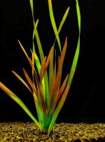   " - " (Vallisneria americana var. americana "Gigantea-Rubra"), M