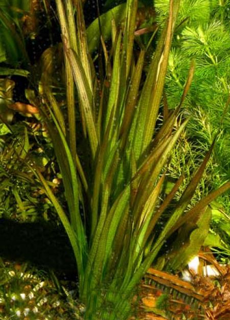   "" (Vallisneria spiralis var. spiralis "Red"), M