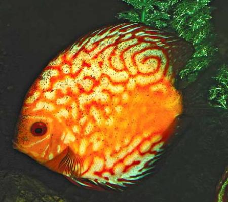    (Symphysodon aequifasciatus var.), S