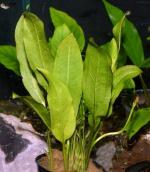 ,  "" (Echinodorus amazonicus), S