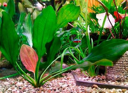  "" (Echinodorus "Apart"), S