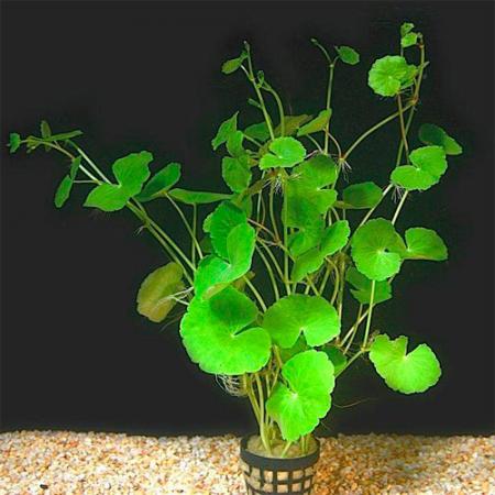   (Hydrocotyle leucocephala), M