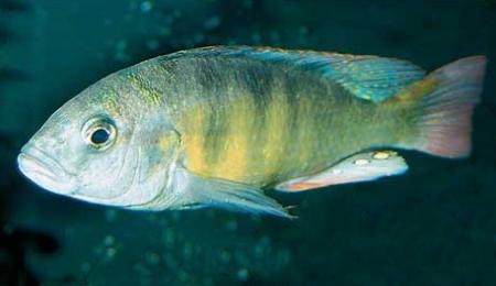   (Haplochromis brownae), L