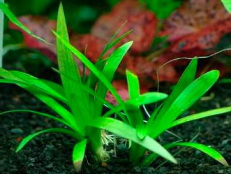  ,  ,  (Sagittaria platyphylla, Sagittaria recurva, Sagittaria mohrii), M 