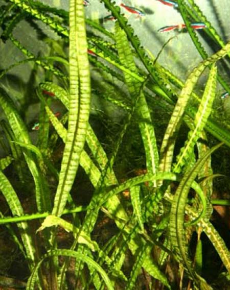   .  (Cryptocoryne crispatula var. balansae, Cryptocoryne balansae), S