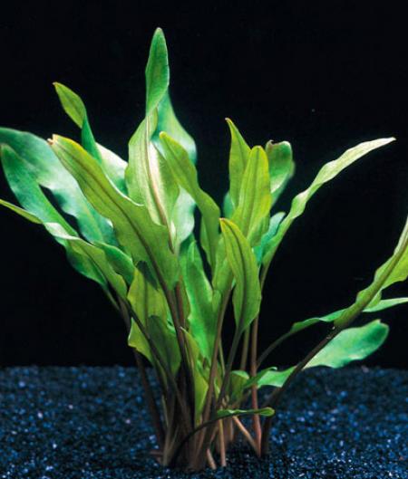   ,   (Cryptocoryne walkeri, Cryptocoryne lutea), M