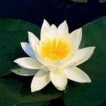     (Nymphaea Marliacea Albida white), M 