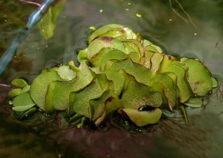   (Salvinia natans), M
