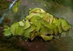   (Salvinia natans), M