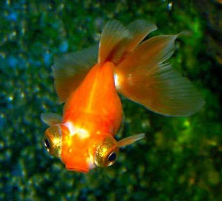  ""  (Carassius auratus var.), M 