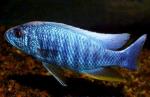 Хаплохромис васильковый (Sciaenochromis ahli, Haplochromis ahli), S