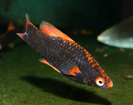   (Xiphophorus hellerii var.), M