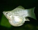 -  (Poecilia sphenops var.), M