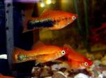 - (Xiphophorus hellerii var.), M