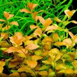   (Ludwigia ovalis), M
