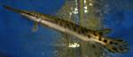   ,   (Atractosteus spatula, Lepisosteus spatula), S