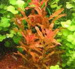  ,   (Ludwigia inclinata), M
