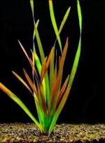 Валлиснерия американская красная Серпанта (Vallisneria americana var. Rubra Serpenta), M 