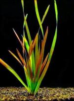    (Vallisneria americana var. Rubra Serpenta), M 