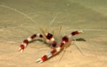 -  (Stenopus hispidus), S