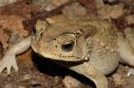  ,   (Bufo melanostictus), L