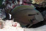 ,   (Acanthurus nigricauda), S
