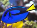 ,   (Paracanthurus hepatus), XL
