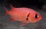 - (Myripristis sp.), L