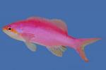  (Anthiinae Gen.sp.), M