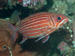 - (Sargocentron sp.), L