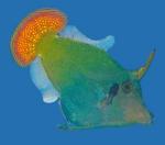    (Pervagor melanocephalus), M 