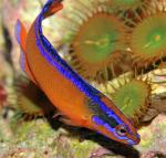 Ложнохромис желтый синеполосый арабский (Pseudochromis aldabraensis), M 