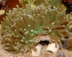  (Heliofungia actiniformes), L