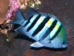   (Abudefduf saxatilis), M