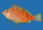   (Cirrhitichthys aprinus), M
