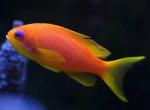    (Pseudanthias squampinnis, Anthias squampinis),  S 