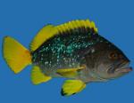   ,  - (Epinephelus flavocaeruleus), M