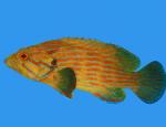   (Cephalopholis formosa), M