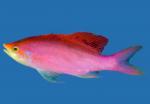   , - (Pseudanthias tuka, Mirolabrychthys tuka), M
