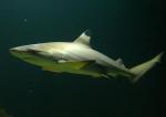 Акула черноперая рифовая, Мальгашская ночная акула (Carcharhinus melanopterus), M