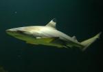   ,    (Carcharhinus melanopterus), M