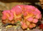  (Pocillopora sp.), L