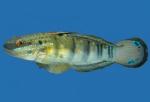 - , - (Amblygobius phalaena), M