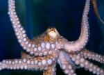  -  (Octopus sp.), M 
