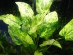   " -  " (Echinodorus cordifolius "Tropica Marble Queen"), S