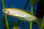   -   (Danio rerio var., Brachydanio rerio), M