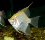   (Pterophyllum scalare var.), S