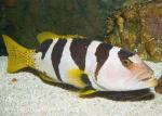 - - (Plectropomus laevis), M